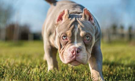 Smallest bully breed clearance