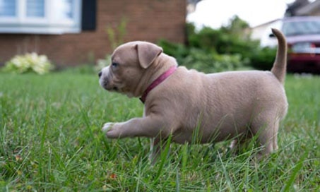 Should I get a Pocket Bully?