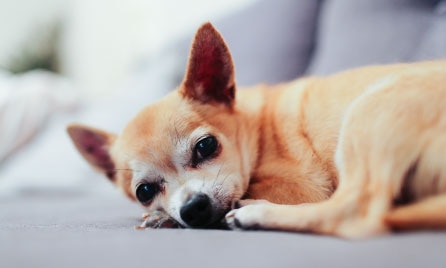 Chihuahua