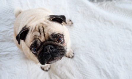 Pug