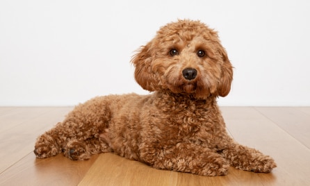 Cavoodle