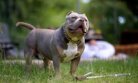 Pocket Bully