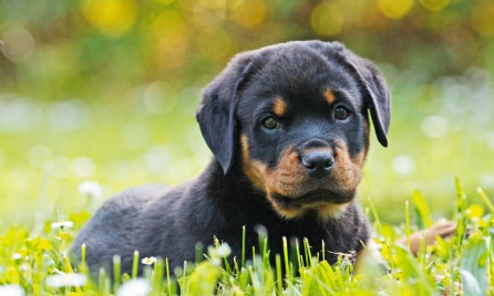 Should I get a Rottweiler?