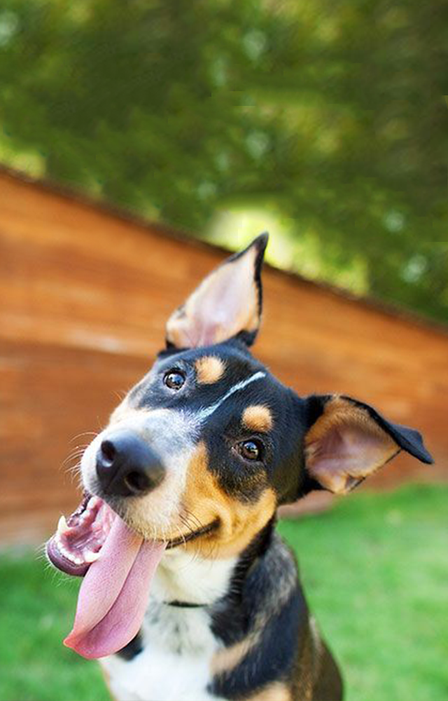 Make a Pet Insurance claim