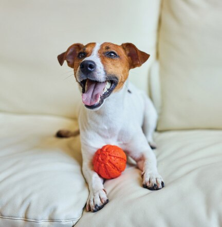 dog with ball