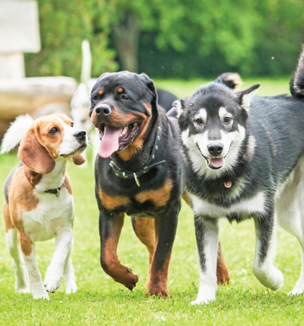 Dogs