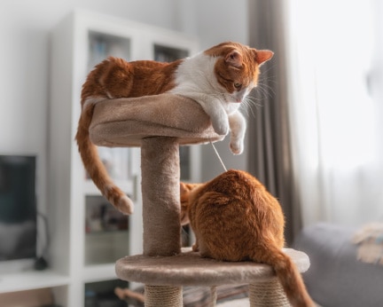 cats