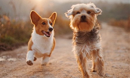 two dogs running