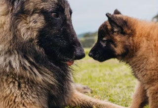What to know before getting a dog