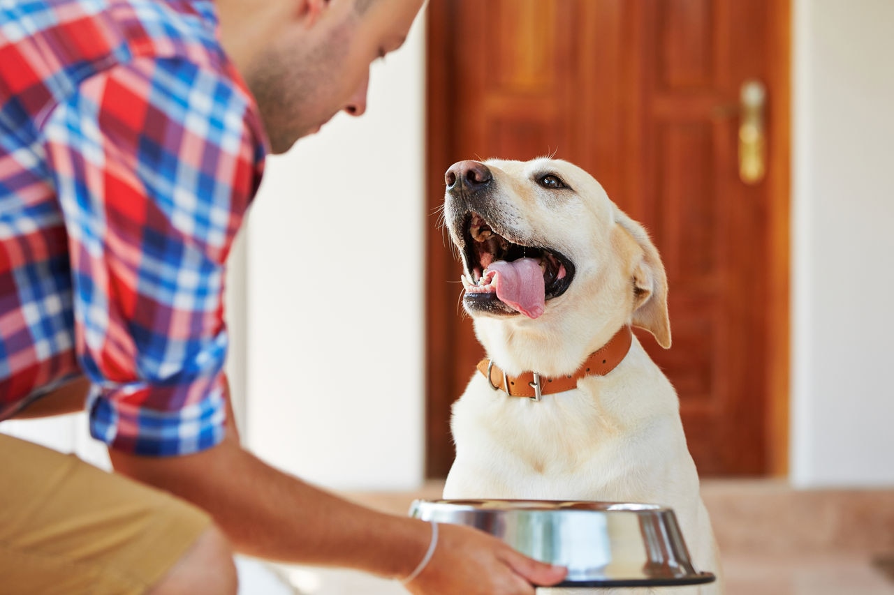 Dog eating food from a bowl