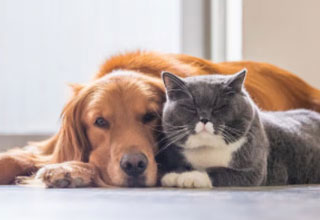 What to know before getting a dog