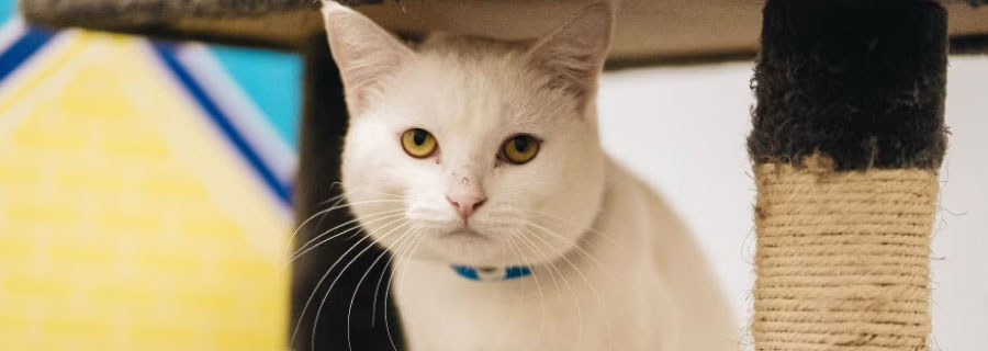 Common types of dog surgery in Australia