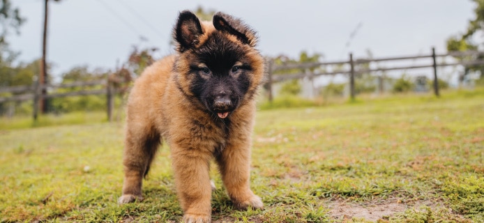 Understanding pet insurance
