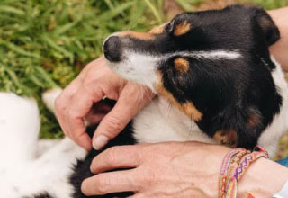 What does pet insurance cover?