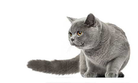 Daisy’s broken leg