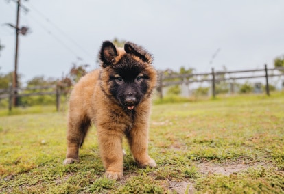 What to know before getting a dog