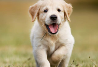 Puppy feeding guide