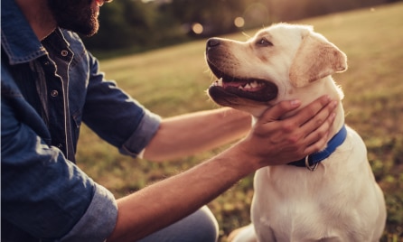 How do I get pet insurance?